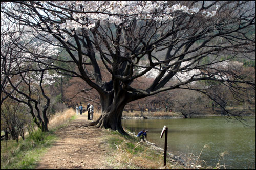 내수면연구소의 저수지 주변으로 벚꽃이 만개했다 